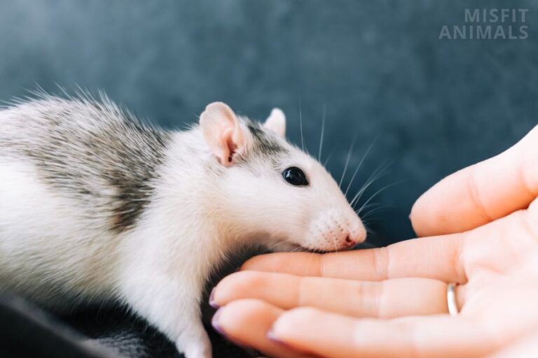 Do Rats Bite? Rat Bite Identification, Fever & Treatment