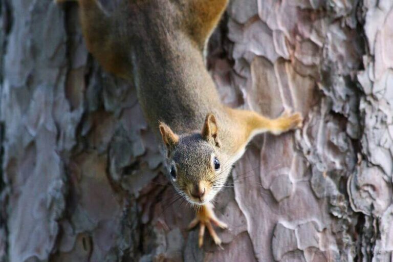 Can Squirrels Die From Falling? (How Squirrels Fall)