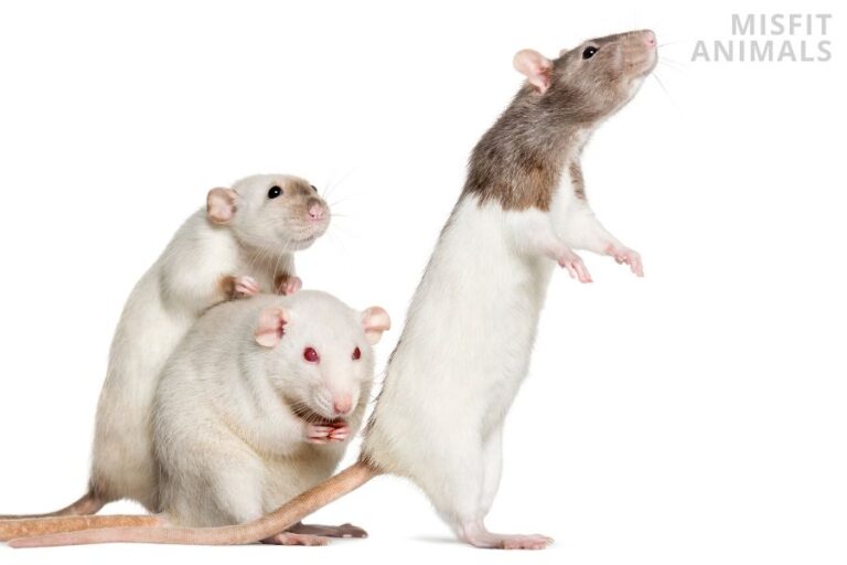 What Sounds Do Rats Make? (7 Rat Sounds With Examples)
