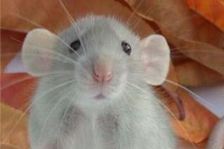 Dumbo Rat Vs. Fancy Rat What’s The Difference?