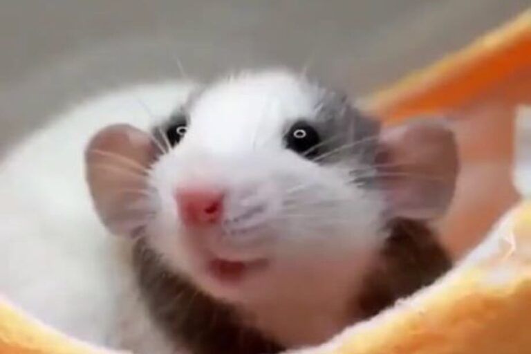 Dumbo Rat Vs. Fancy Rat What’s The Difference?