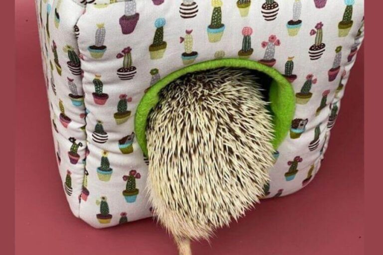 Best Hedgehog Bedding Options What Should You Use?
