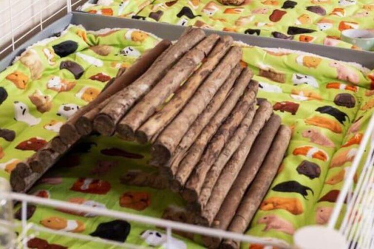 Best Chinchilla Bedding Options 6 Types & Why They Are Good