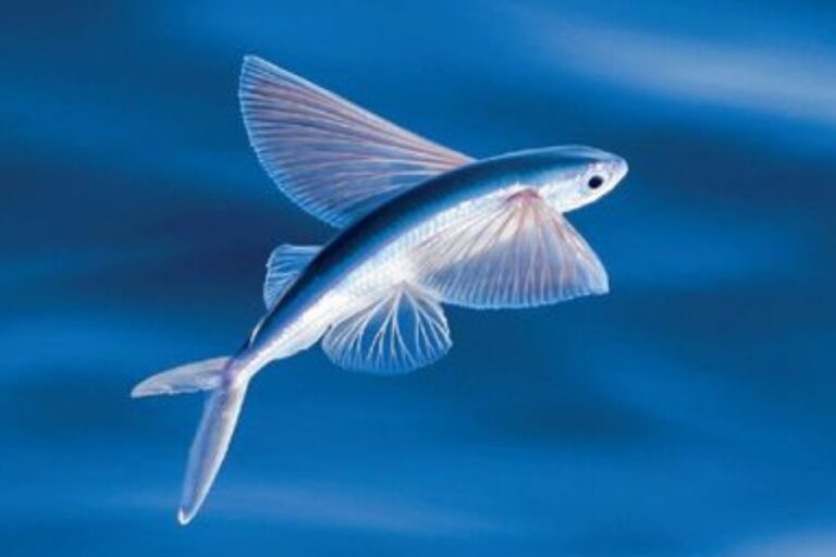 Animals With Wings That Fly (That Aren NOT Birds)