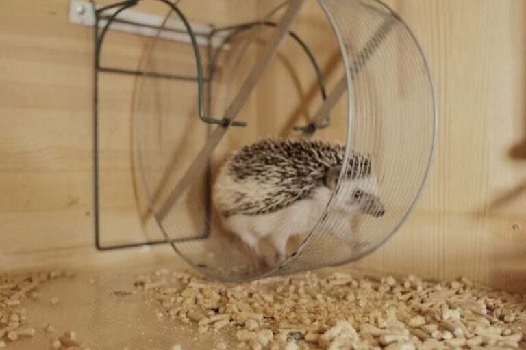 Hedgehog Cage Setup (List Of The Basic Cage Requirements)