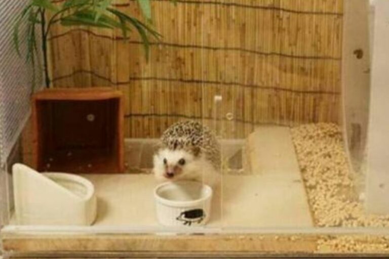 Hedgehog Cage Setup (List Of The Basic Cage Requirements)