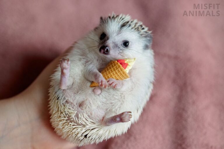 Hedgehog Care How To Care For & Keep Hedgehogs