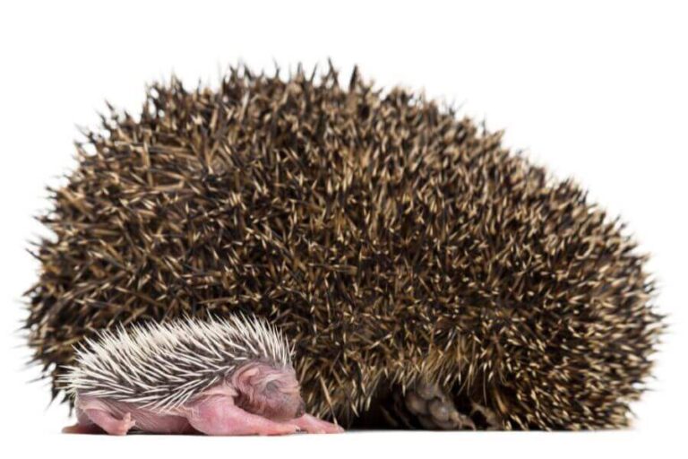 Hedgehog Breeding And Reproduction How To Breed Them