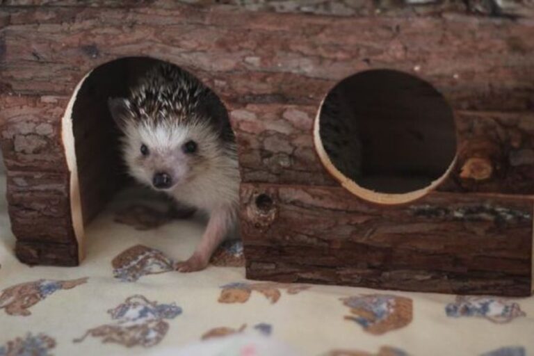 Basic Hedgehog Supplies What Do Hedgehogs Need?