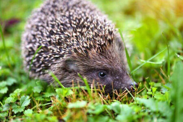 Hedgehog Breeding And Reproduction How To Breed Them
