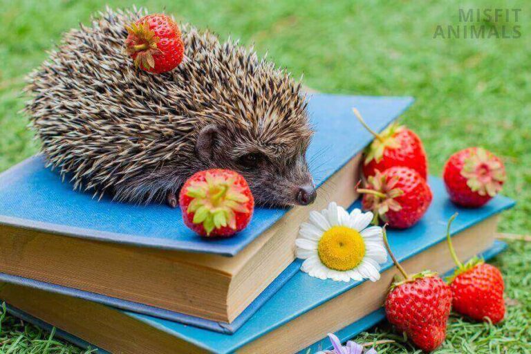 Basic Hedgehog Supplies What Do Hedgehogs Need?