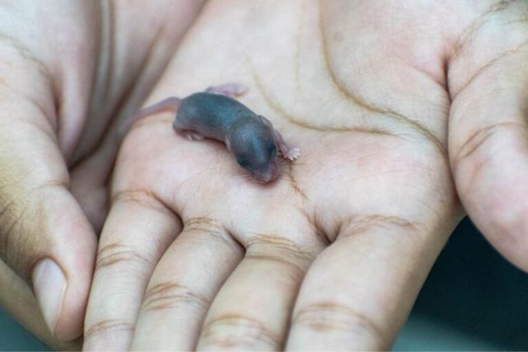 Baby Rats Life Cycle, Appearance, Dangers & Care