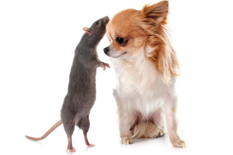 Do Rats Have Bones? (How They Squeeze Under Doors)