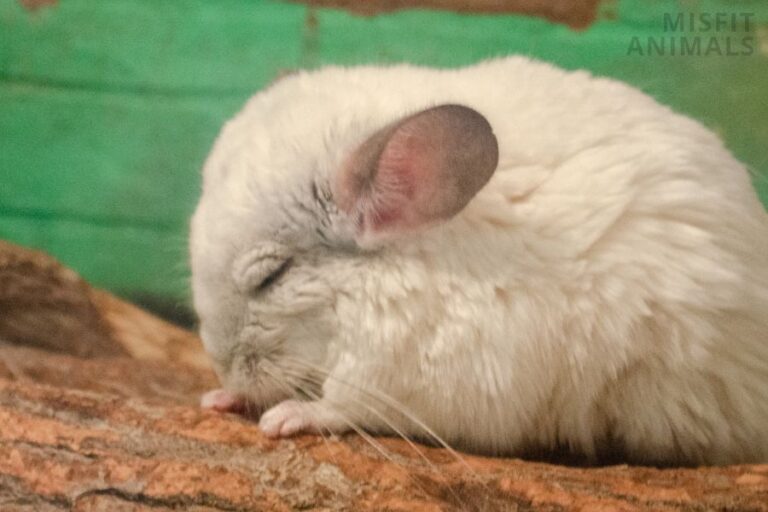How Do Chinchillas Sleep? (How Much & When They Sleep)