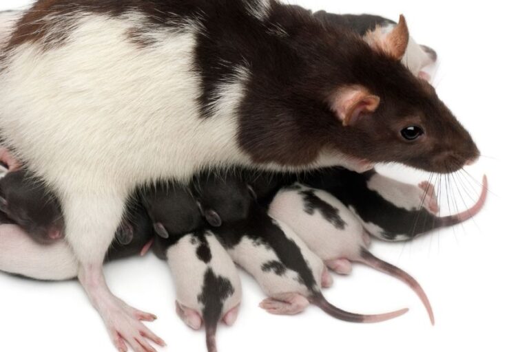 Do Rats & Mice Lay Eggs? (No, Here Is Why) | Misfit Animals