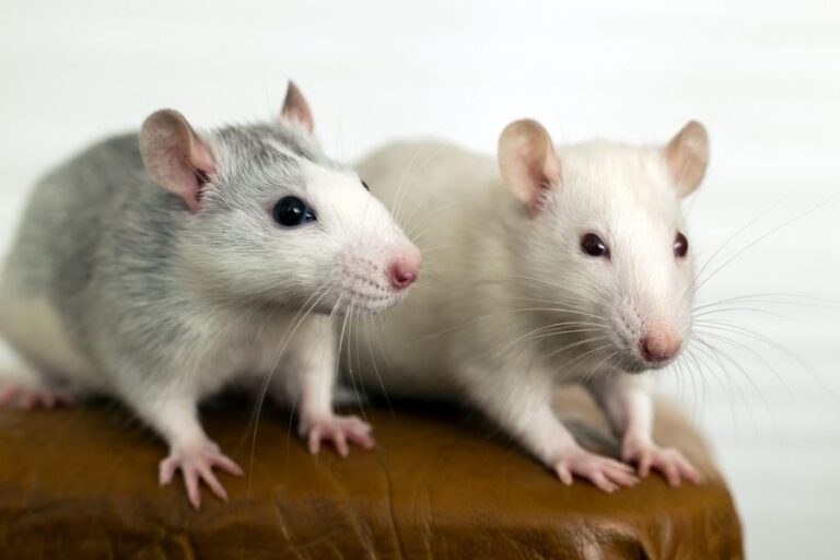 Rat Reproduction And Breeding Half A Billion Babies