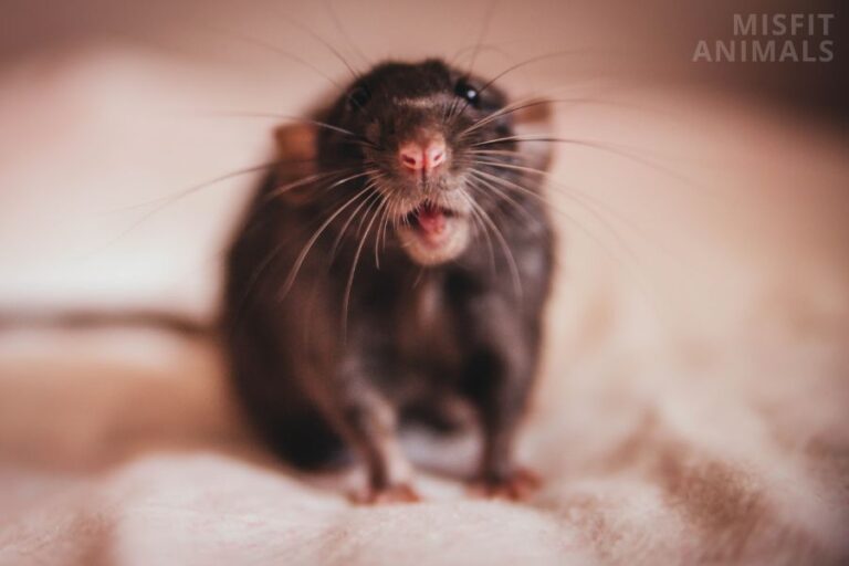 How To Get Rid Of Rat Urine Smell (5 Proven Methods)
