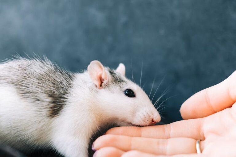 How Much Is A Rat? (Cost To Buy, Keep, And Supplies)