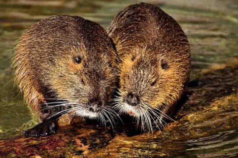 How Do Beavers Mate? (Facts About Beaver Reproduction)