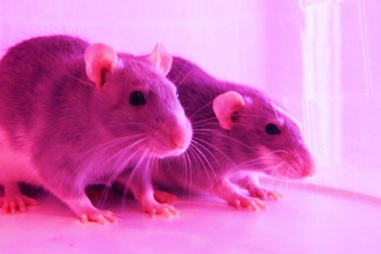 Rat Reproduction And Breeding Half A Billion Babies