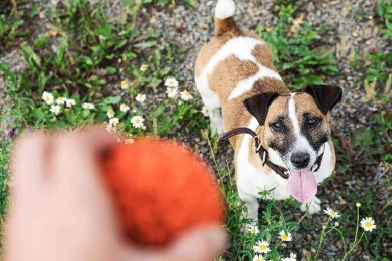 Are Jack Russell Terriers Smart? (How Intelligent Are They?)