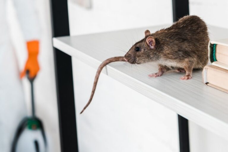 How To Get Rid Of Rat Urine Smell (5 Proven Methods)