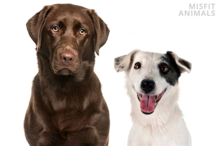 Jack Russell Maltese Mix (Jacktese) Breed Overview