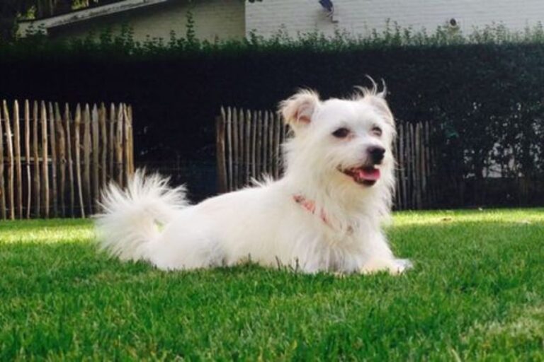 Jack Russell Maltese Mix (Jacktese) Breed Overview