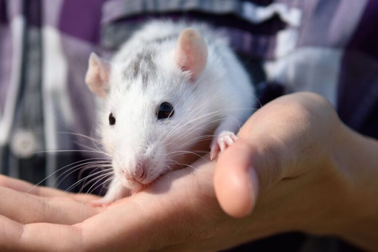 How Much Is A Rat? (Cost To Buy, Keep, And Supplies)