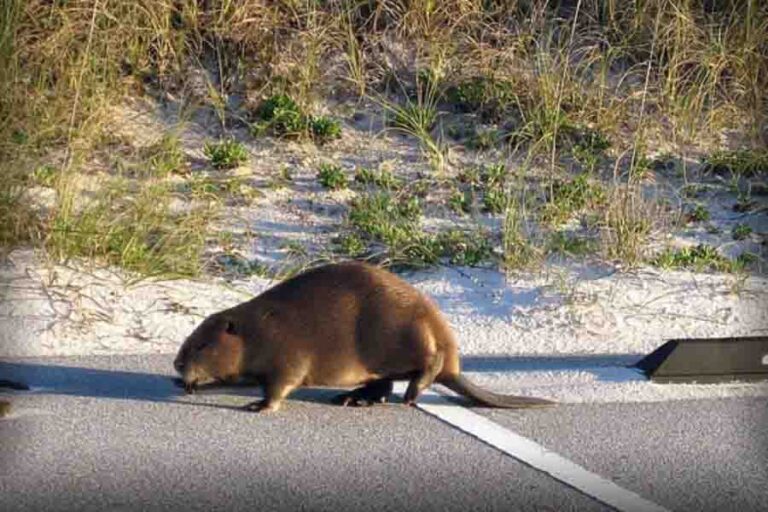 Beaver Lifespan How Long Do Beavers Live? Misfit Animals