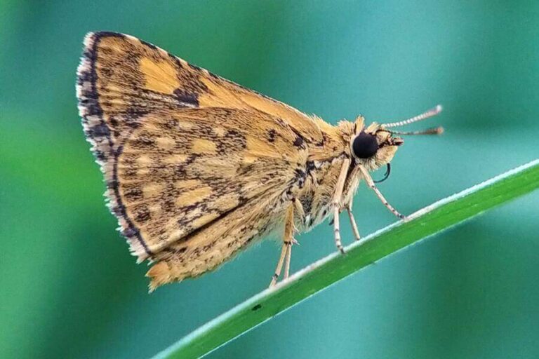 Animals With Scales 17 Animals That Have Scales