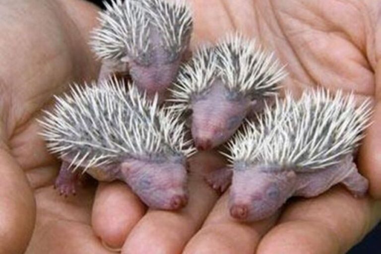 Baby Hedgehogs What They’re Called, Facts & Pictures