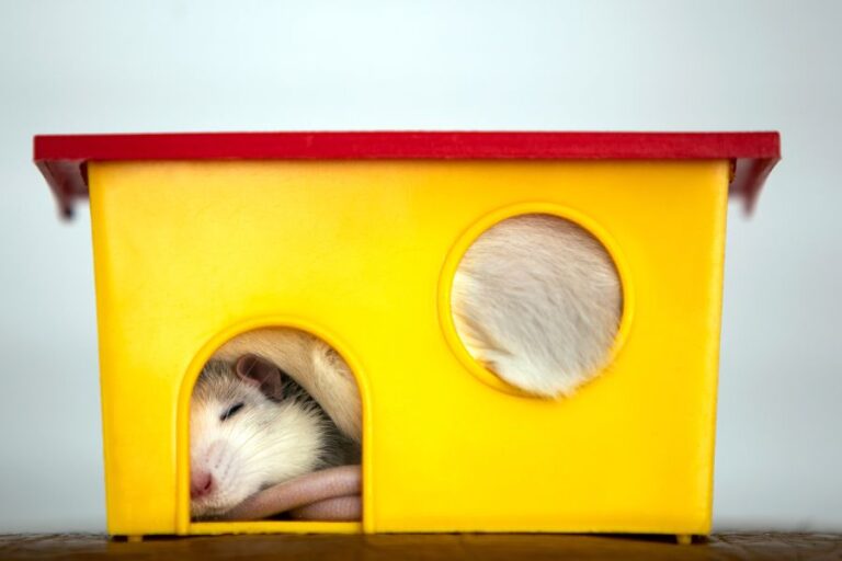 Do Rats Sleep? (How, Where, And How Long They Sleep)