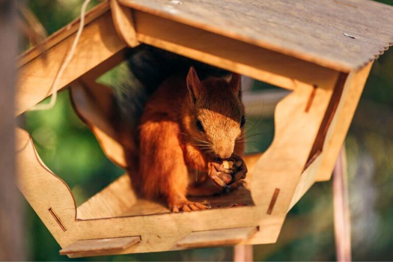 Can You Have A Squirrel As A Pet? (Are They Domesticated?)