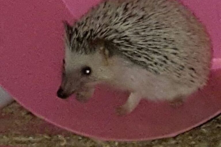 How Much Is A Hedgehog? (Cost To Buy & Keep Hedgehogs)
