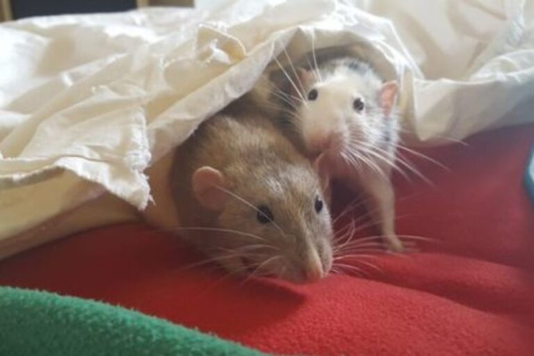 Rat Cage Setup How To Create The Perfect Rat Cage