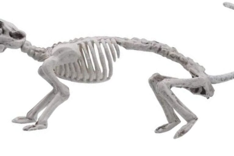 Do Rats Have Bones? (How They Squeeze Under Doors)