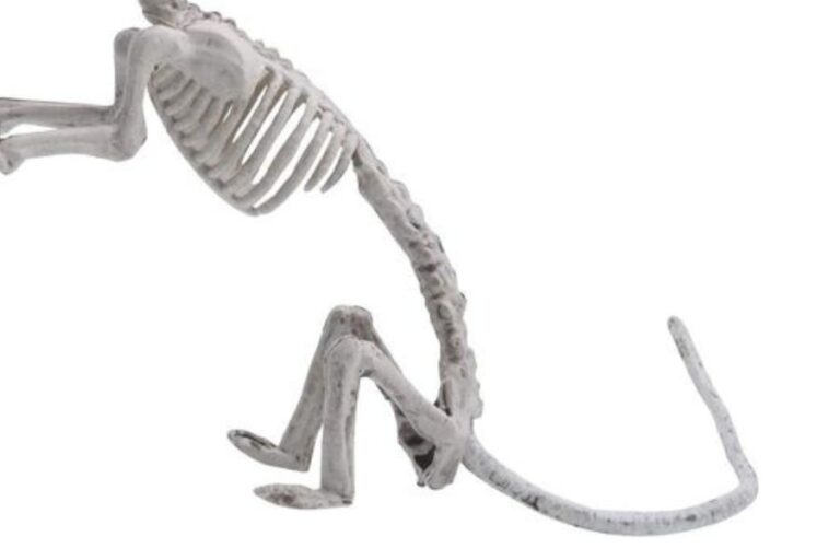 Do Rats Have Bones? (How They Squeeze Under Doors)