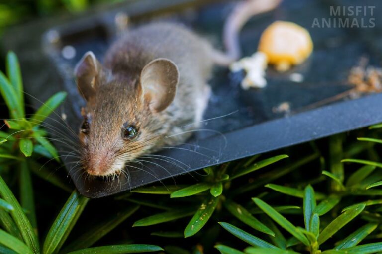Can Rats Climb? (Are They Good Climbers And Jumpers?)