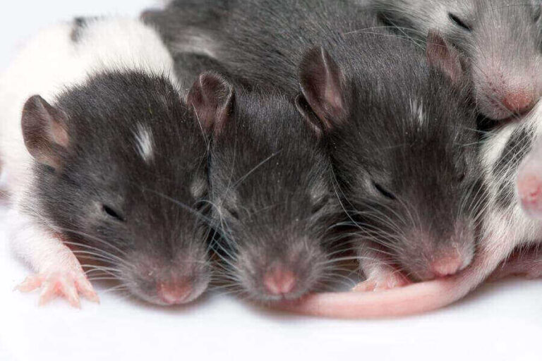 Do Rats Sleep? (How, Where, And How Long They Sleep)