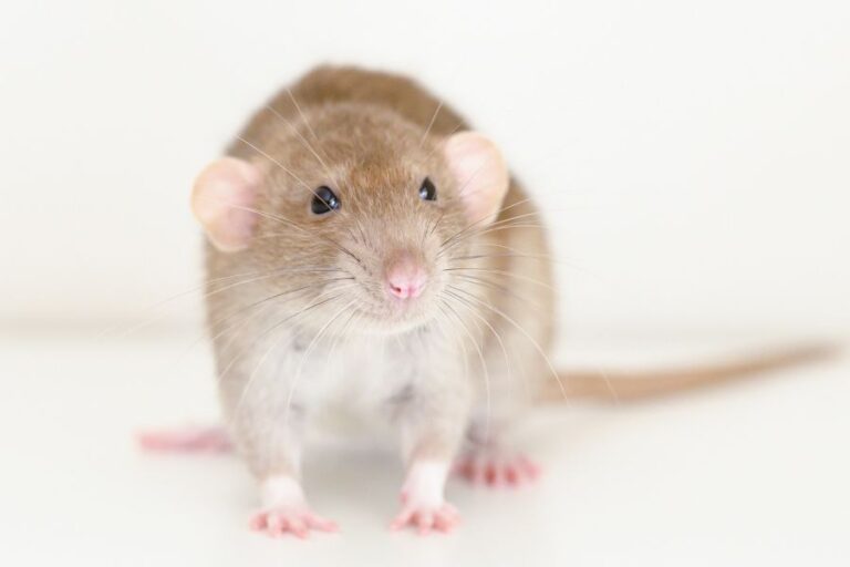 Rat Vs. Mouse What’s The Difference? (6 Main Differences)