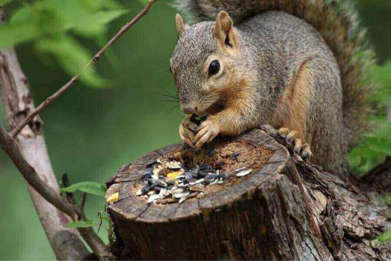 Feeding Squirrels Should You? (Best & Worst Foods To Feed)