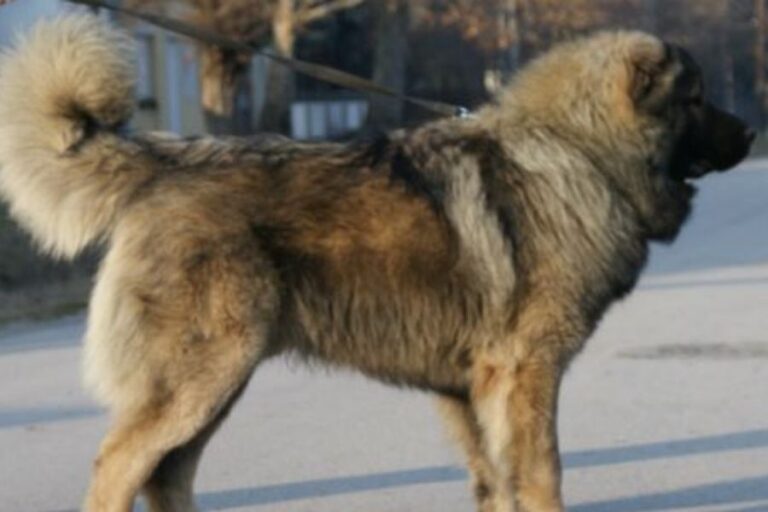 Tibetan Mastiff Vs. Caucasian Shepherd 5 Main Differences
