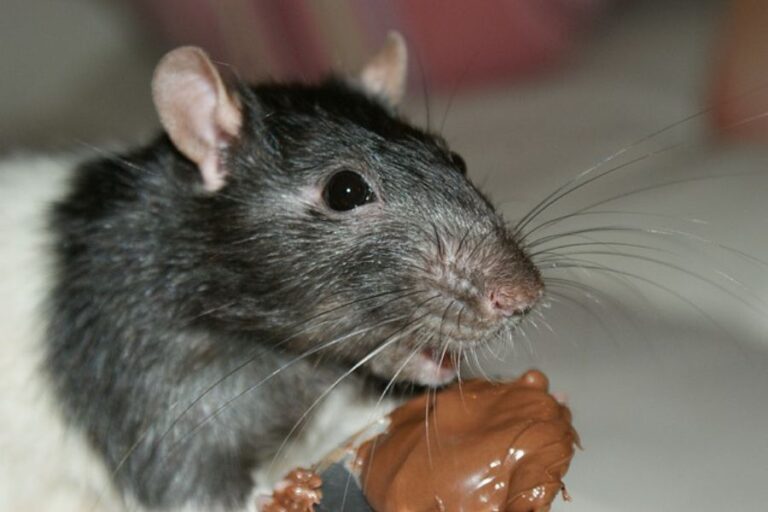 What Do Rats Eat? Wild Vs. Pet Rat Diet & Healthy Foods
