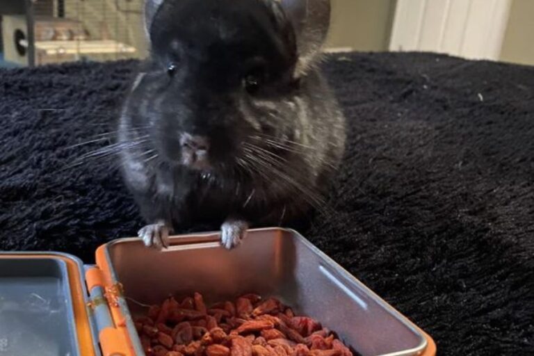What Do Chinchillas Eat? (Wild Vs. Pet Chinchilla Diet)