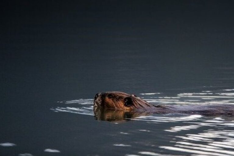 Are Beavers Nocturnal? (Beavers’ Sleep & Activity Patterns)