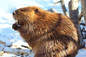 What Do Beavers Eat? (The Beaver's Herbivore Diet)