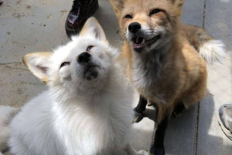 What Do Foxes Eat? (The Fox Diet, Prey & Favorite Foods)