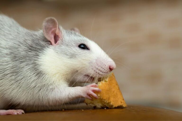 What Do Rats Eat? Wild Vs. Pet Rat Diet & Healthy Foods