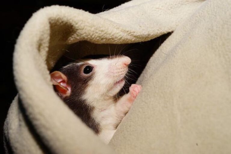 Do Rats Hibernate? (How Rats Survive The Winter)
